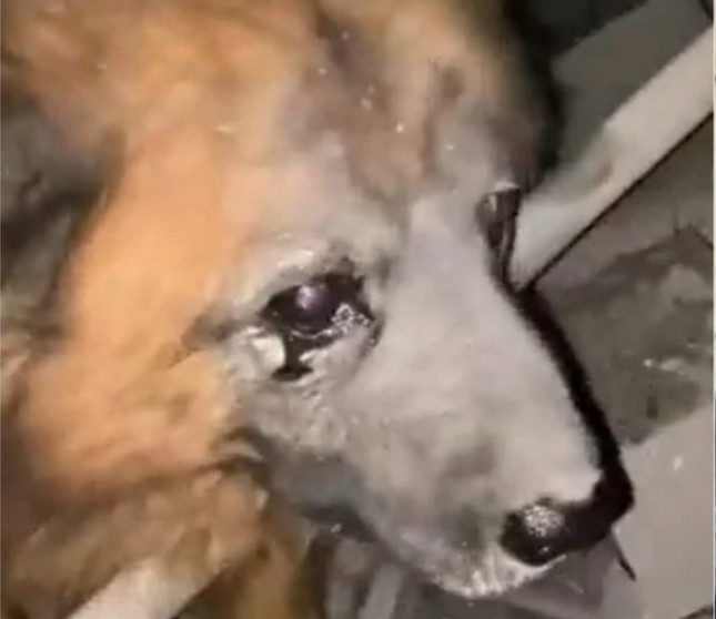 Σκύλος «κλαίει» πάνω από τα συντρίμμια: Ανατριχιαστικό βίντεο από την Ουκρανία