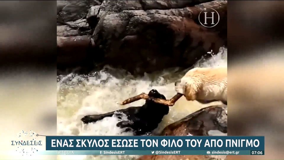 Viral ο σκύλος που έσωσε τον “φίλο” του από βέβαιο πνιγμό σε ποτάμι
