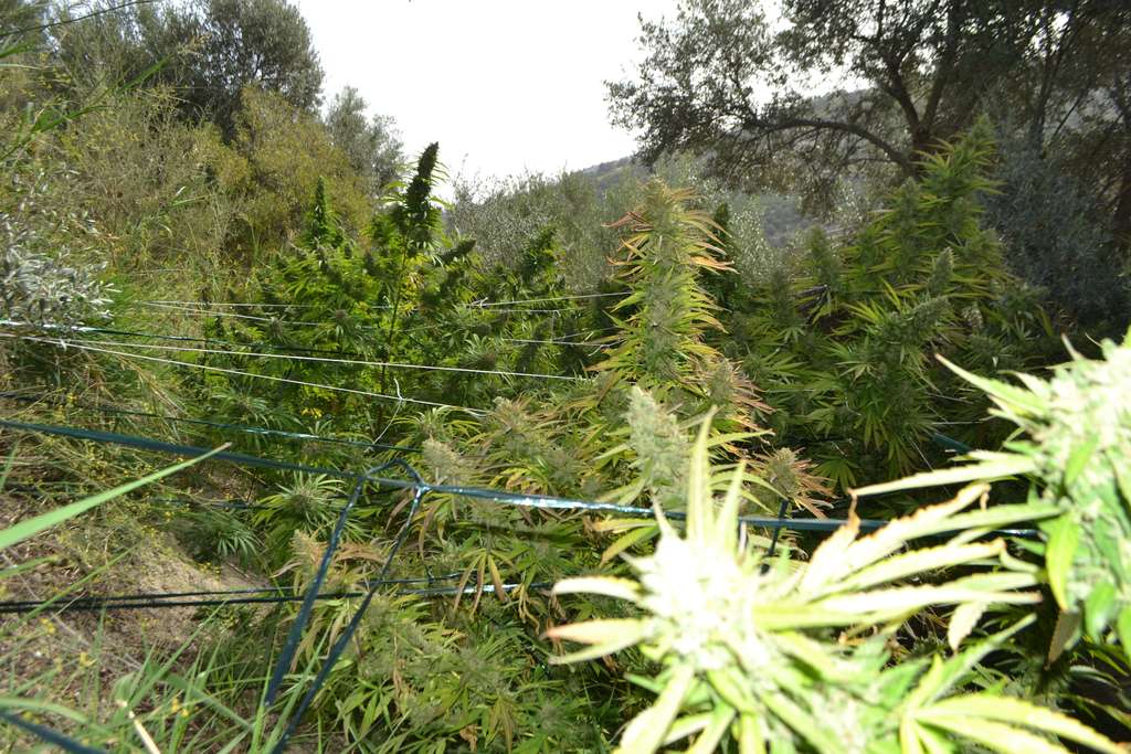 Ναρκωτικά: Εικόνα ζούγκλας σε καλλιέργεια κάνναβης