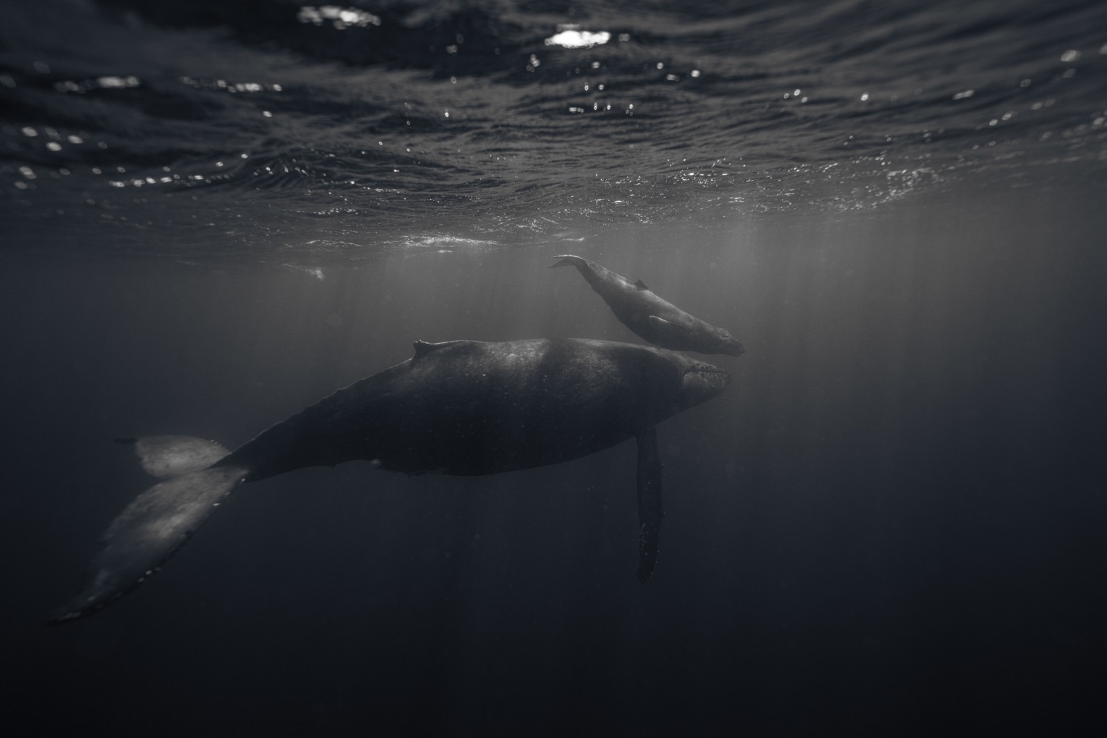 Αυστραλία: Επιχείρηση – μαμούθ για τη διάσωση 160 φαλαινών