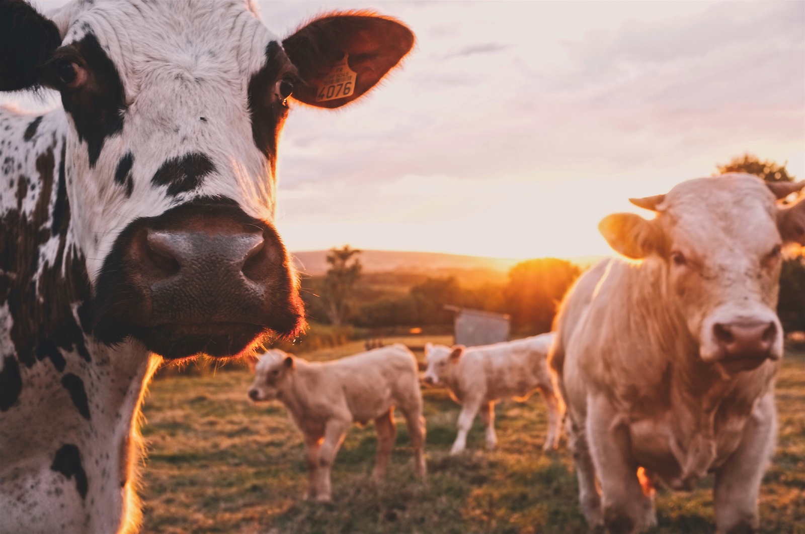 Μέτσοβο κεραυνός: Νεκρές πέντε αγελάδες