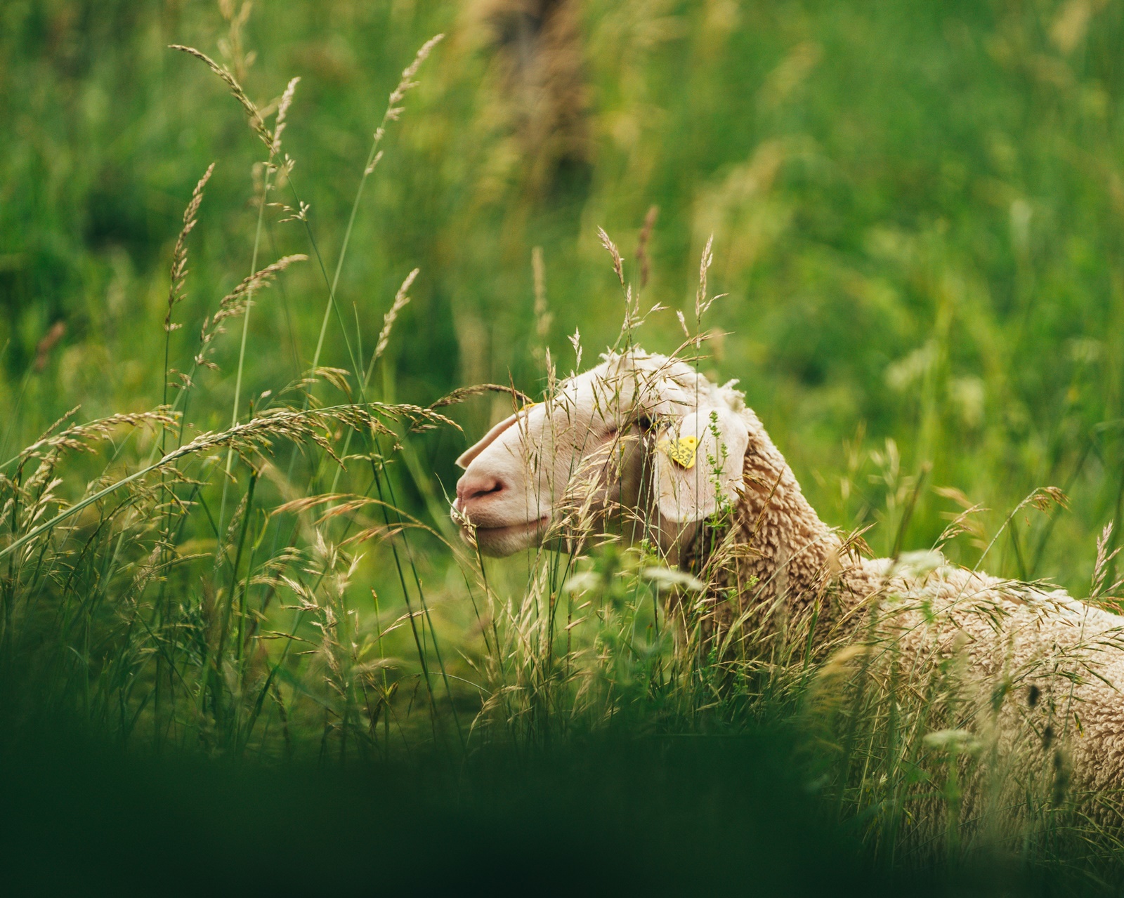 Λύκοι έφαγαν πρόβατα: Σε απόγνωση ο κτηνοτρόφος στην Κοζάνη