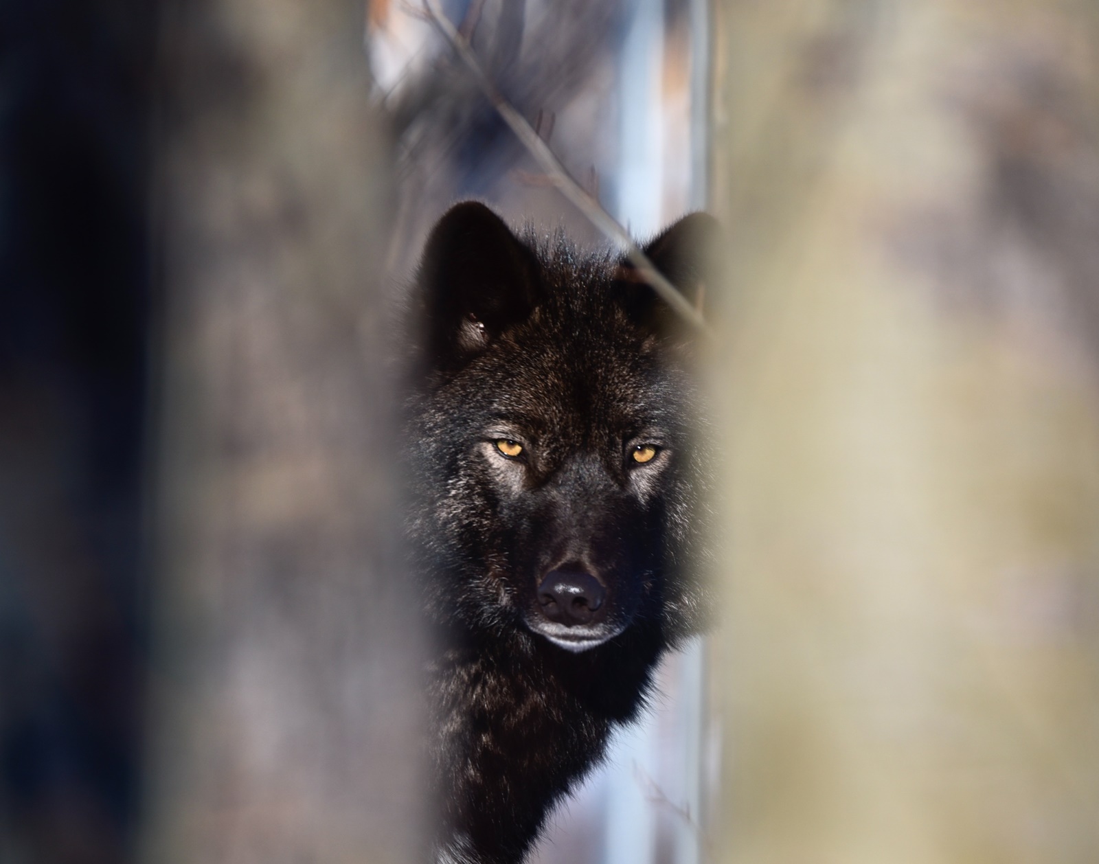 Λύκος Ημαθία: Τρόμος για ντελιβερά στη μέση του δρόμου
