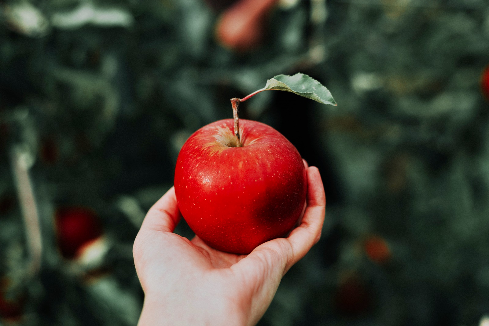 Μήλα οφέλη: Γιατί πρέπει να τα βάλεις στη διατροφή σου