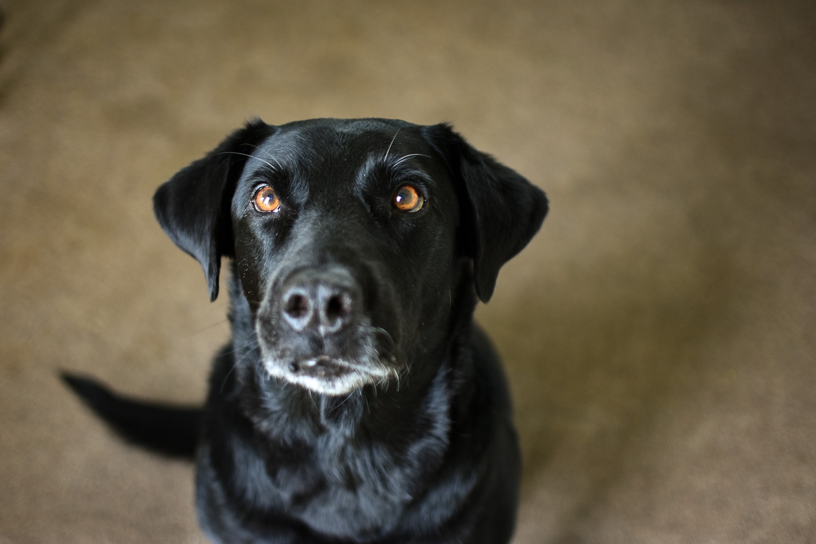 Σκύλος – ηλεκτροσόκ: Νέα υπόθεση κακοποίησης ζώου