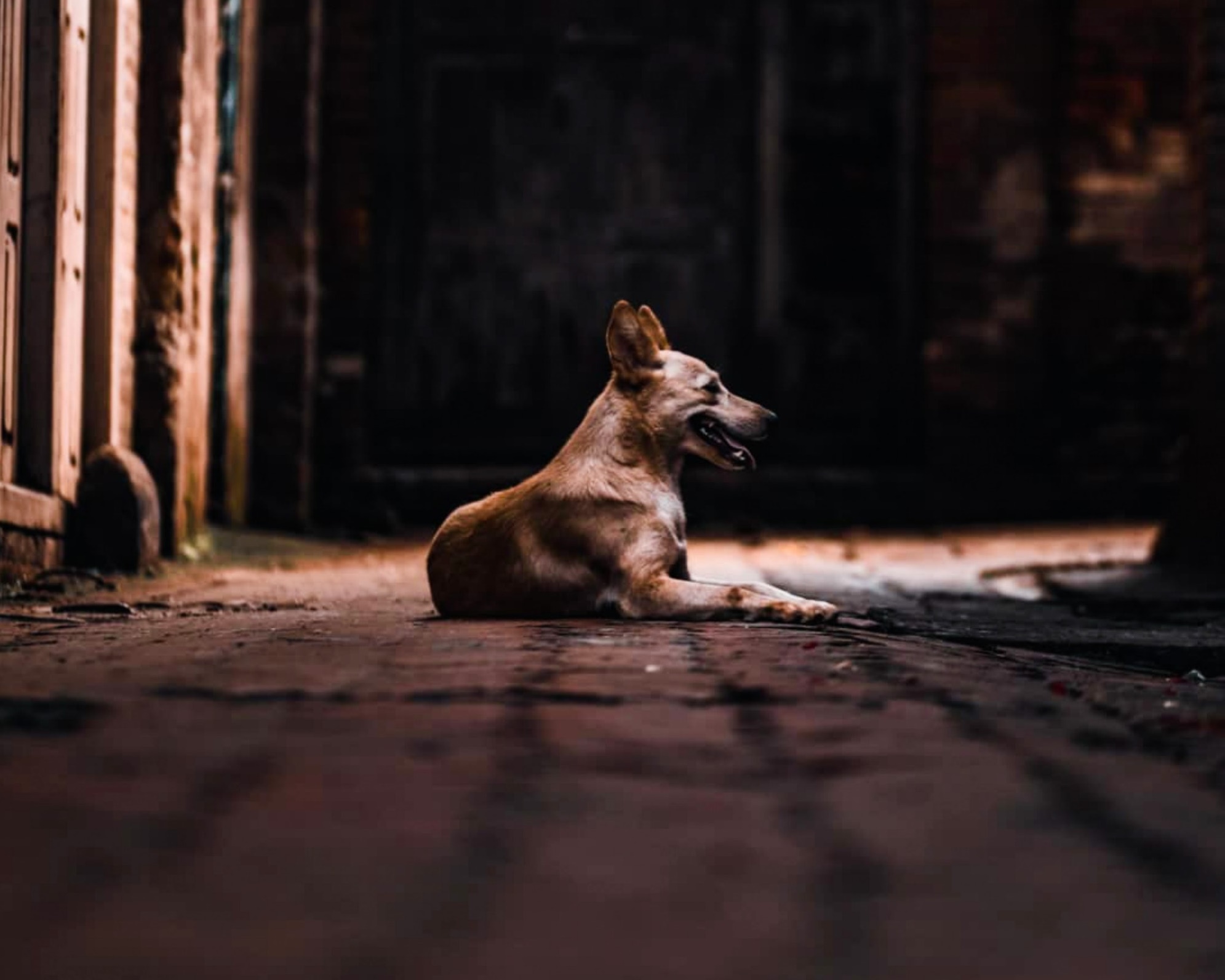 Αγέλη σκύλων Ηλεία: Επίθεση σε ηλικιωμένο ζευγάρι τρόμος στην πόλη