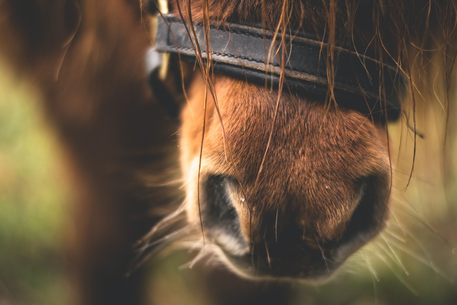 Σκότωσαν άγρια άλογα: Απανθρωπια δίχως τέλος
