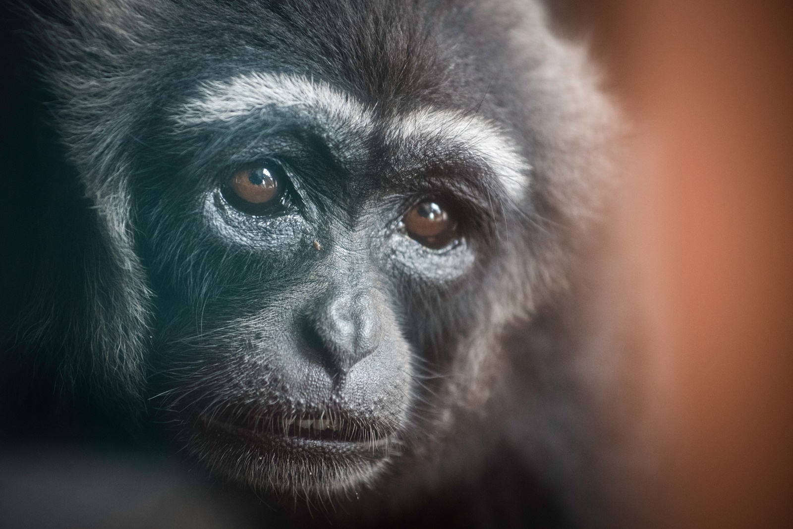 Μαμά – χιμπατζής συναντά το νεογέννητό της μέρες μετά την καισαρική