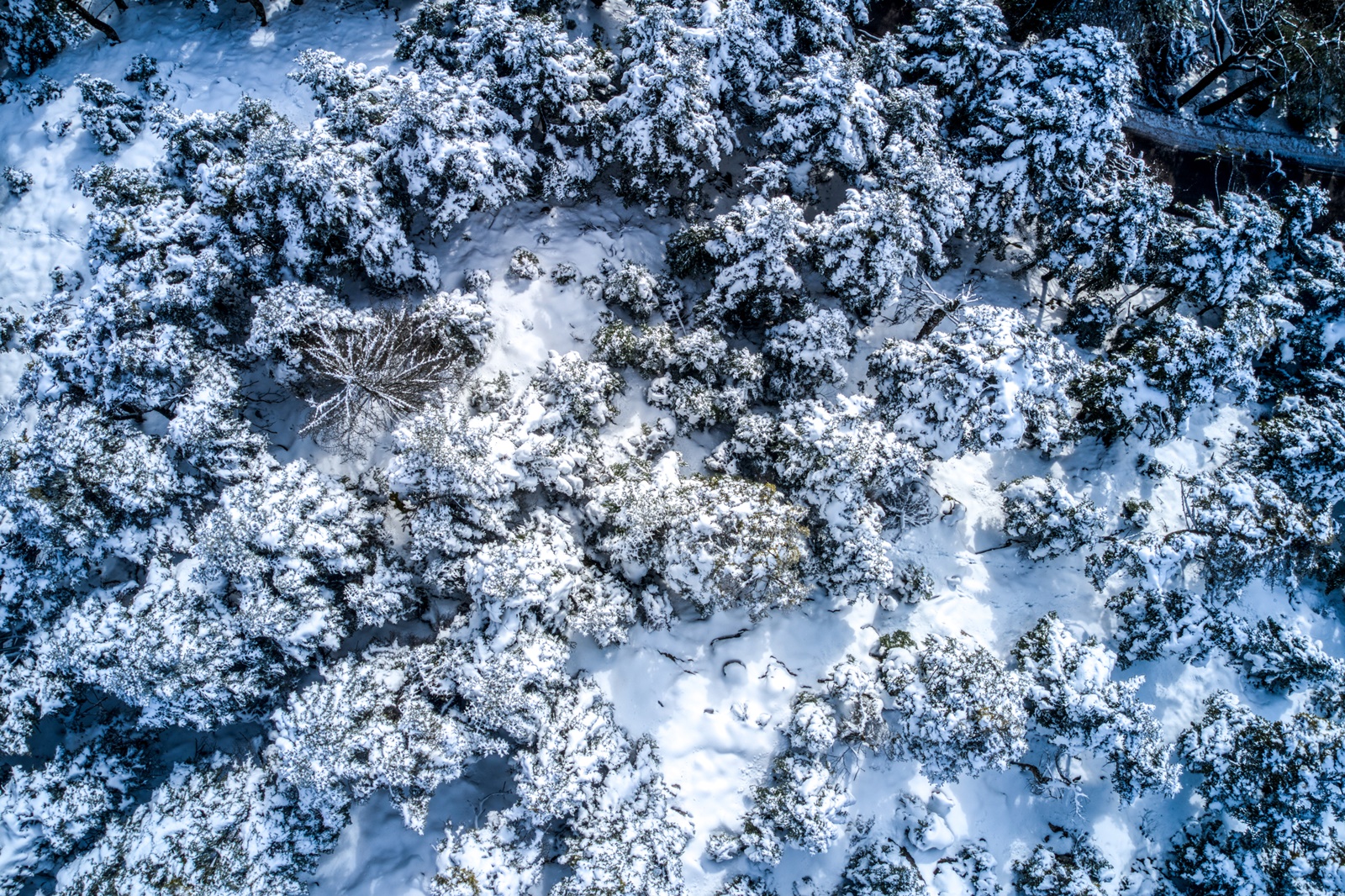 Χιόνια σήμερα – Πάρνηθα: Στα «λευκά» το βουνό