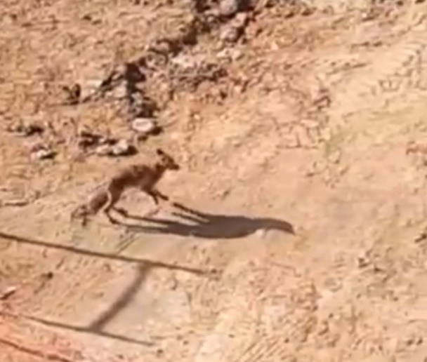 Αλεπού Γλυφάδα: Ειδική επιχείρηση για τη διάσωση του ζώου