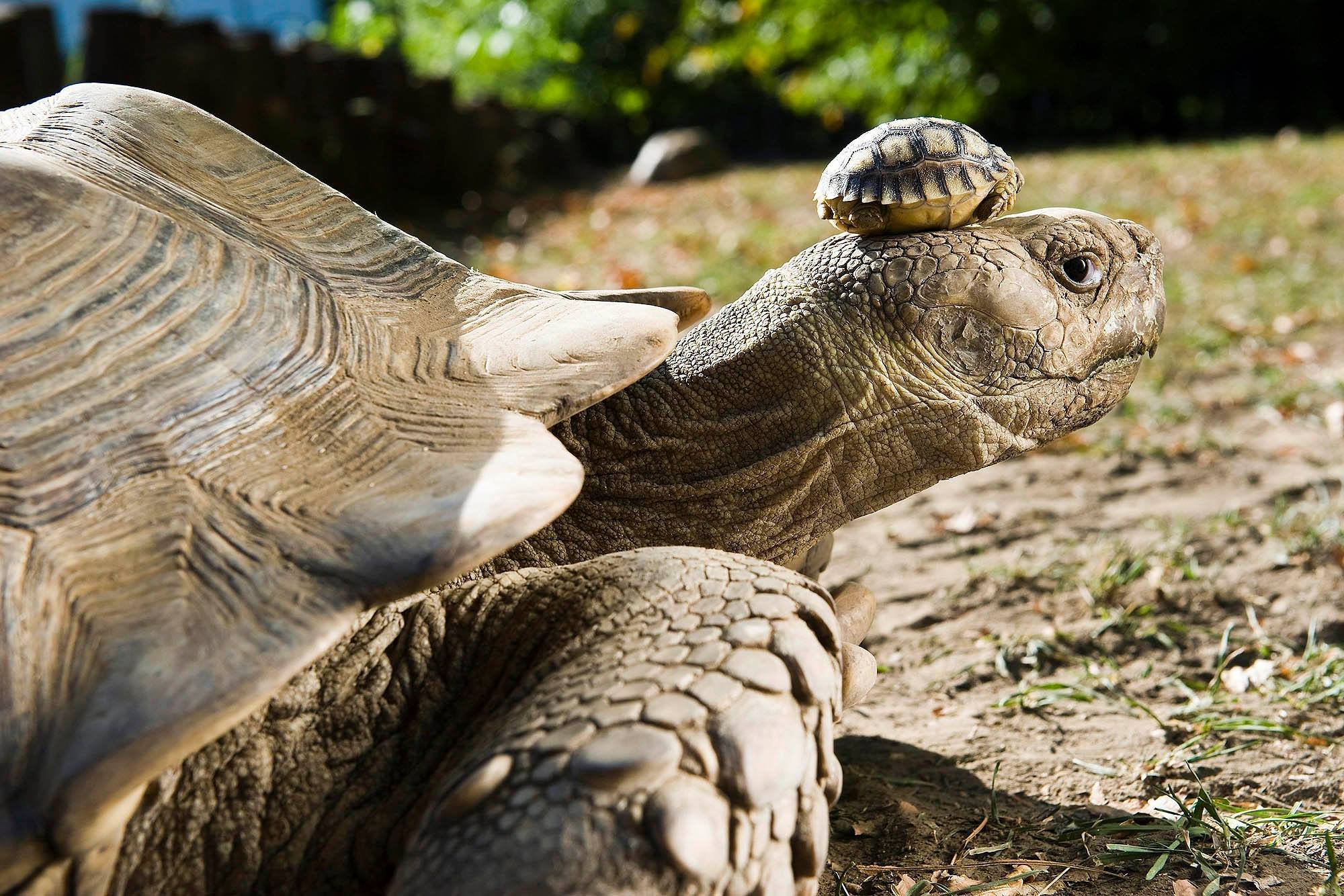 Η γηραιότερη χελώνα στον κόσμο: O Tζόναθαν έχει γενέθλια!