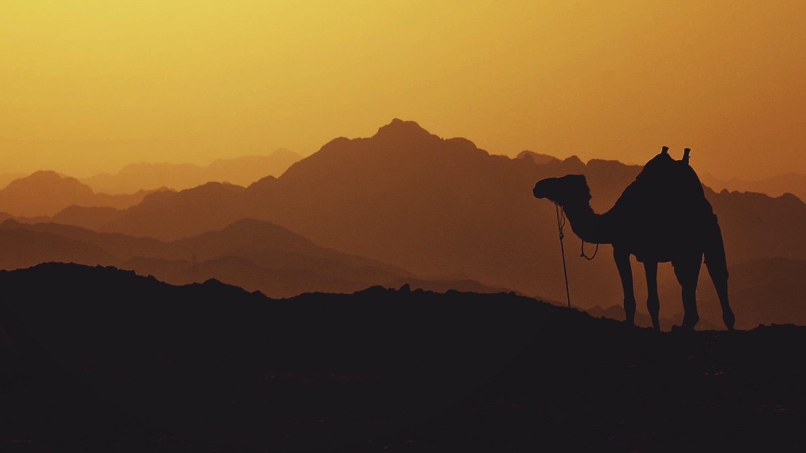 Ιός της καμήλας – Παγώνη: Πώς μεταδίδεται η νόσος, πόσα κρούσματα έχουν καταγραφεί