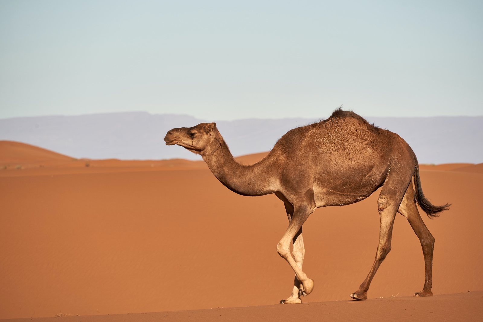 Η γρίπη της καμήλας – τι είναι: Πιο θανατηφόρα από τη Covid-19 αναφέρουν οι ειδικοί