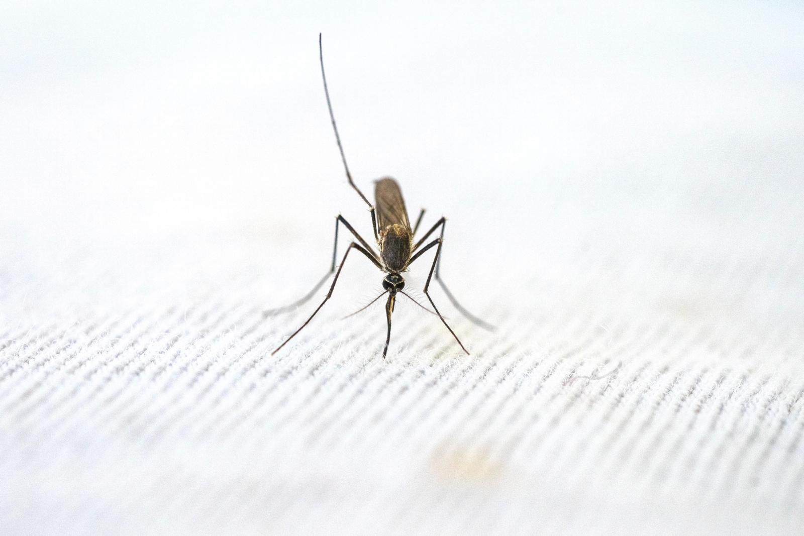 Ελονοσία θάνατοι – Αφρική: Μείωση θανατηφόρων κρουσμάτων το 2021