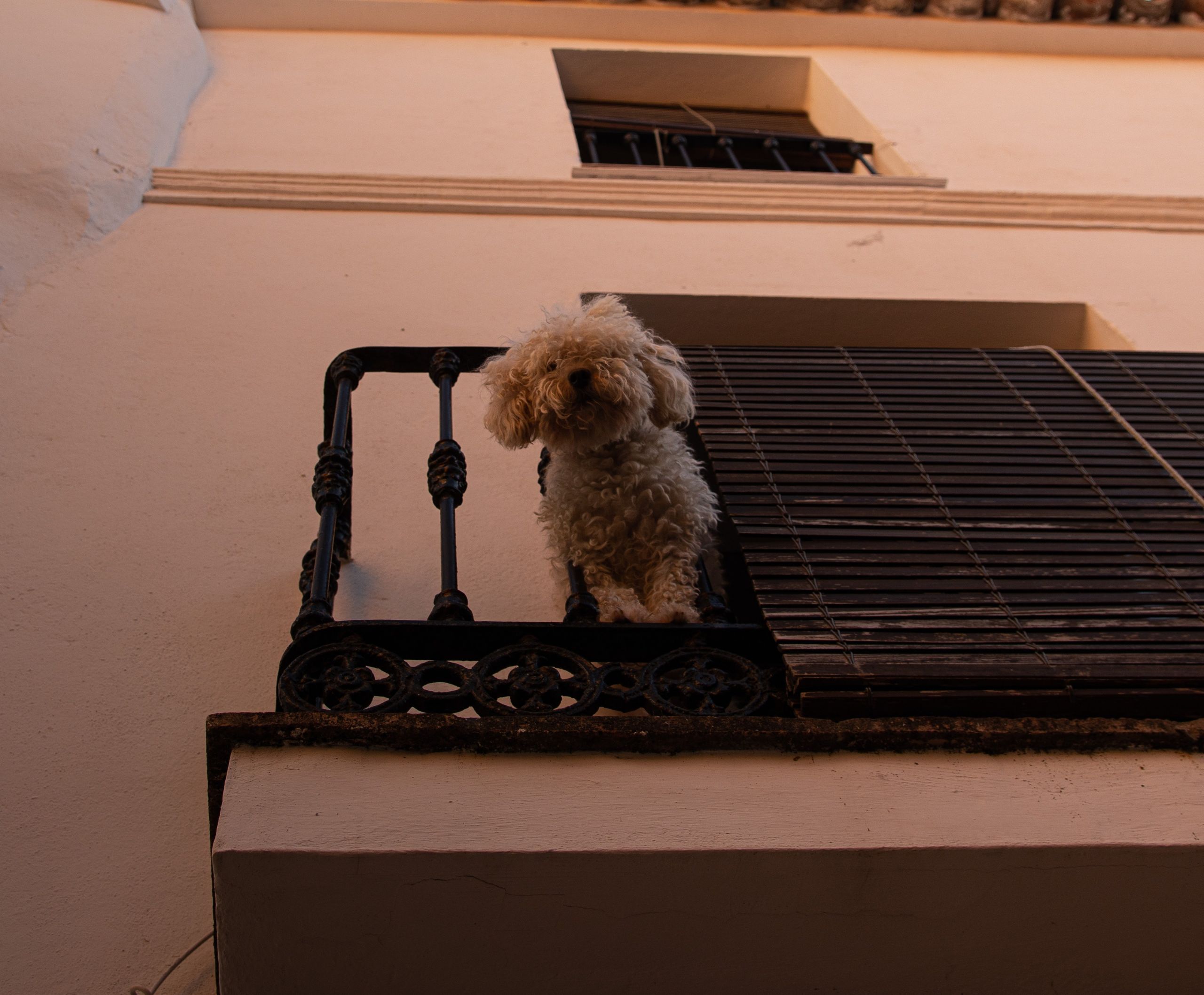 Κτηνοβασία Αμαλιάδα: «Είδα έναν άντρα γύρω στα 50 πάνω στο σκυλί μου»