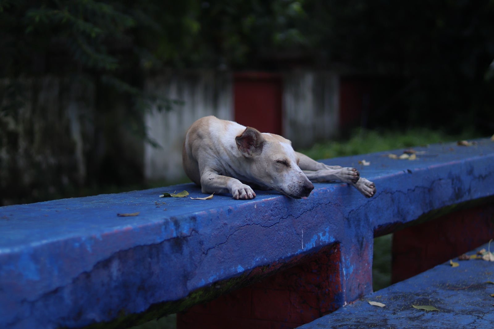Επίθεση από σκύλο Αλόννησος: Στο νοσοκομείο 33χρονος