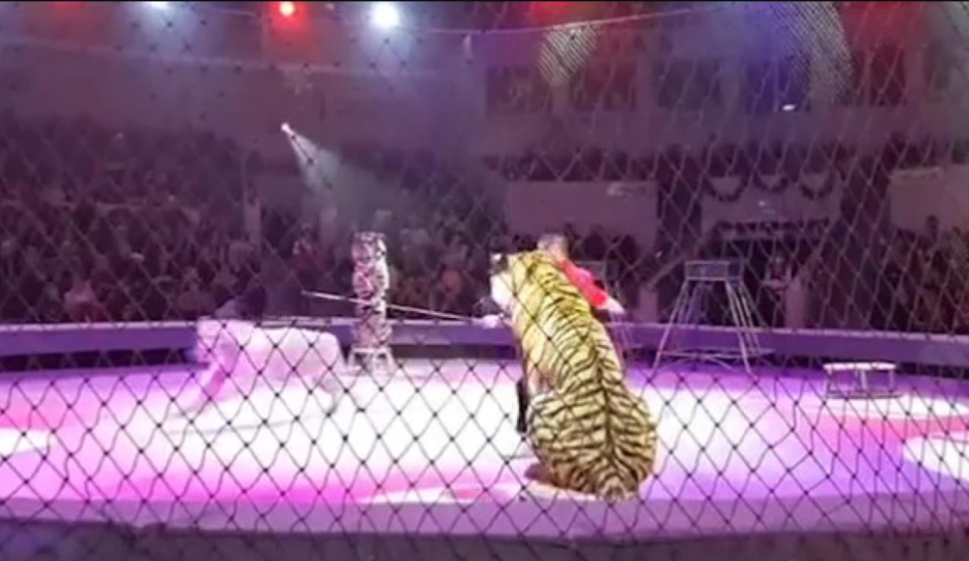 Τίγρεις τσακώνονται σε τσίρκο: Εικόνες σοκ μπροστά σε παιδιά στη Ρωσία