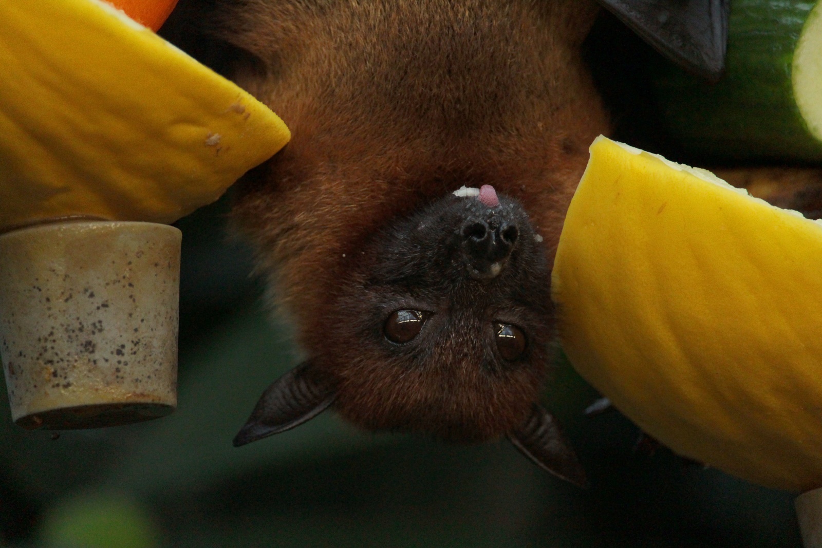 Παγωνιά στις ΗΠΑ: Έσωσε εκατοντάδες νυχτερίδες, που έπεφταν στο έδαφος