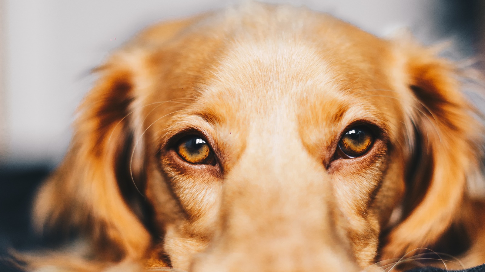 Έσερνε τον σκύλο – Πάτρα: Βαρύ πρόστιμο σε άνδρα για κακοποίηση ζώου