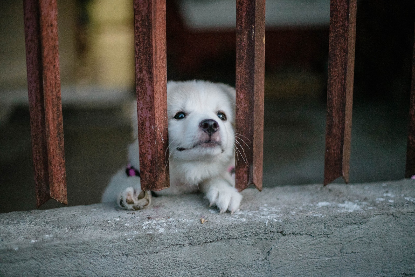 Εγκατάλειψη ζώου πρόστιμο: Βαριά “καμπάνα” σε ηλικιωμένο στην Ηλεία