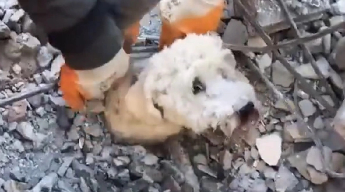 Ζώα – σεισμός σε Τουρκία και Συρία: H συγκινητική διάσωση μικρού σκύλου
