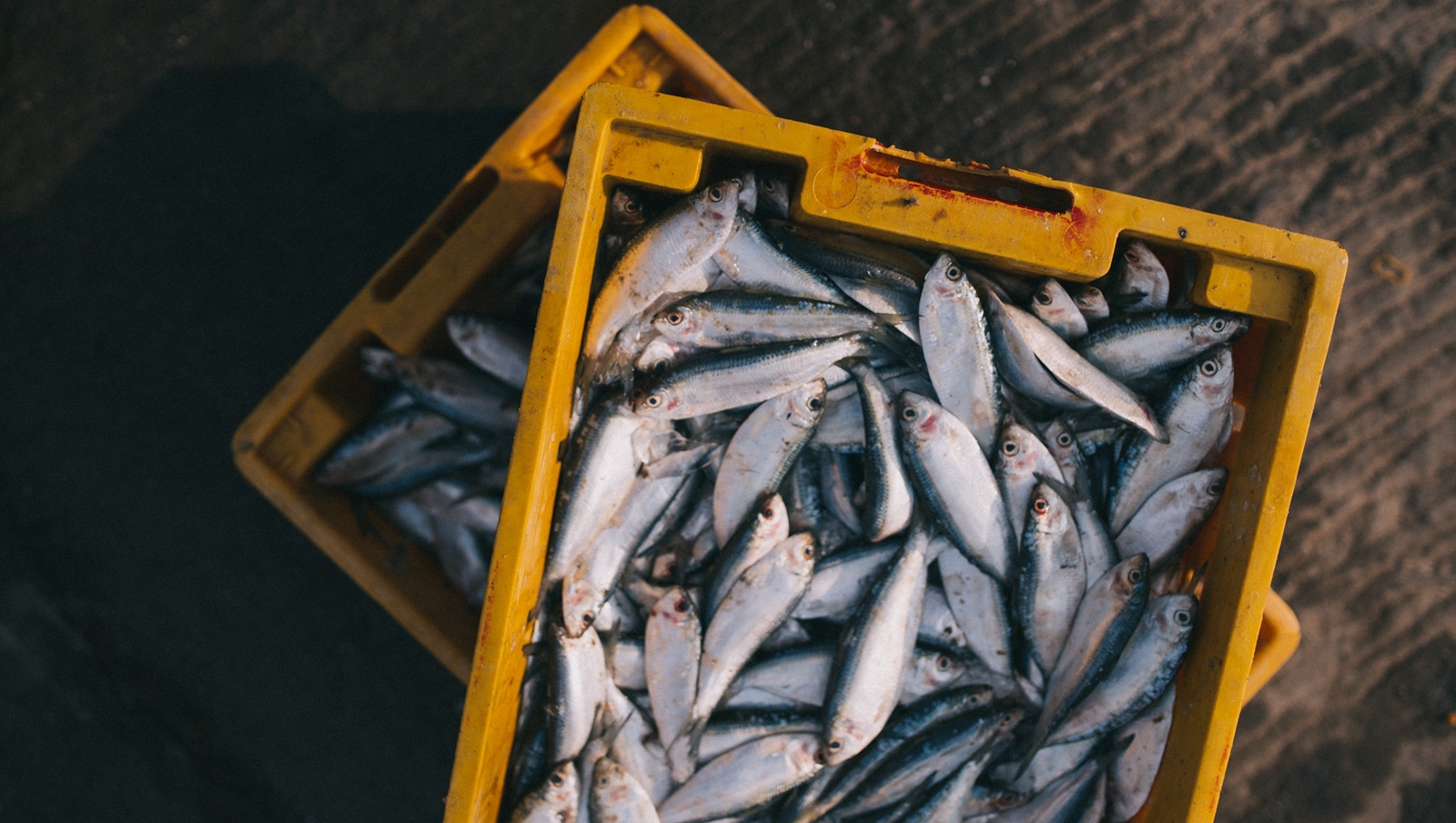Καλάθι ψαραγοράς – προϊόντα: Μειωμένες οι τιμές στην Ιχθυαγορά για τη Σαρακοστή