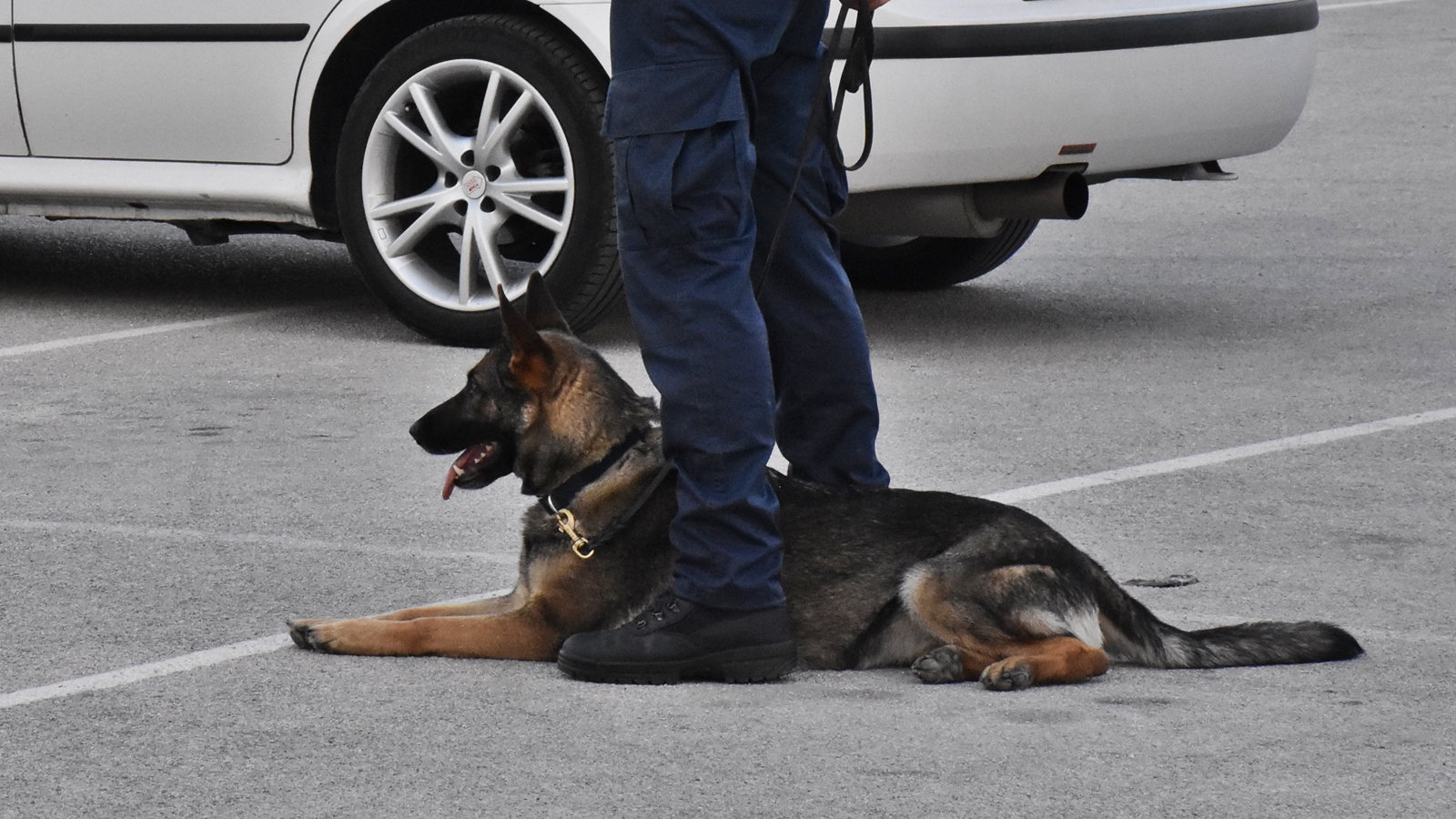 Ακύλας: Αστυνομικός σκύλος «ξετρύπωσε» κοκαΐνη σε παιδικό κάθισμα αυτοκινήτου