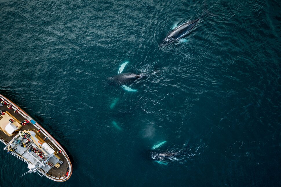 Φάλαινα βύθισε ιστιοφόρο: Η περιπέτεια 4 ναυαγών στον Ειρηνικό