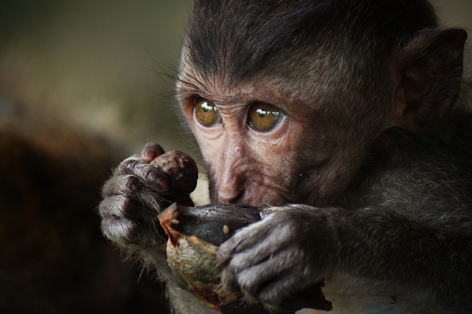 Μαϊμού αρπάζει σκύλο: Μια συγκλονιστική στιγμή σε βίντεο