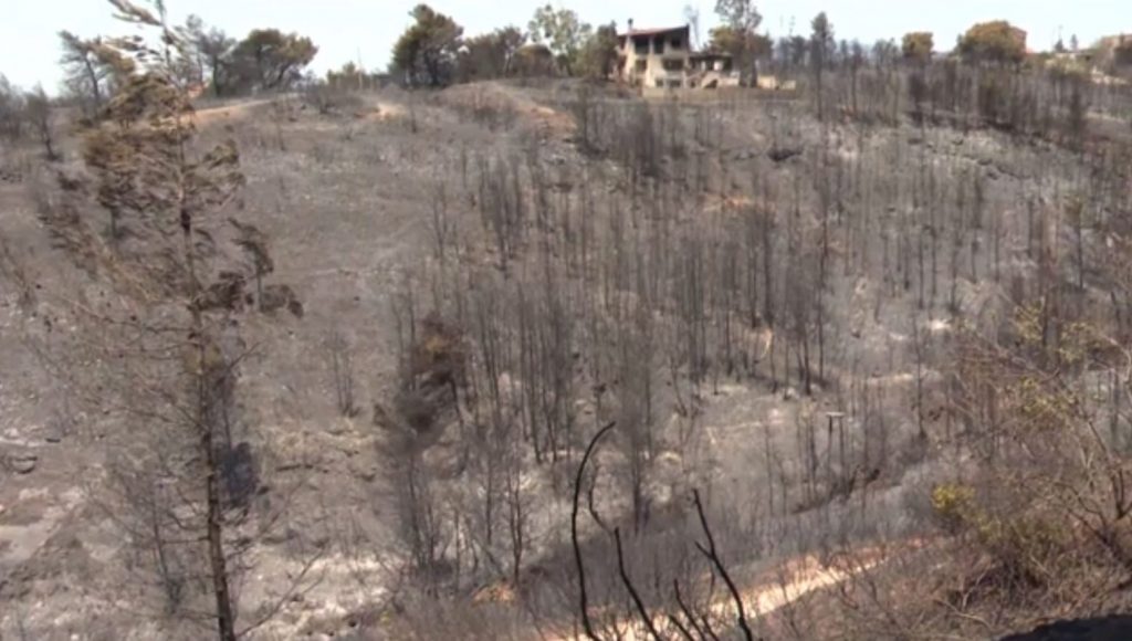 Αναδάσωση ευρείας κλίμακας από τον δήμο Παλλήνης