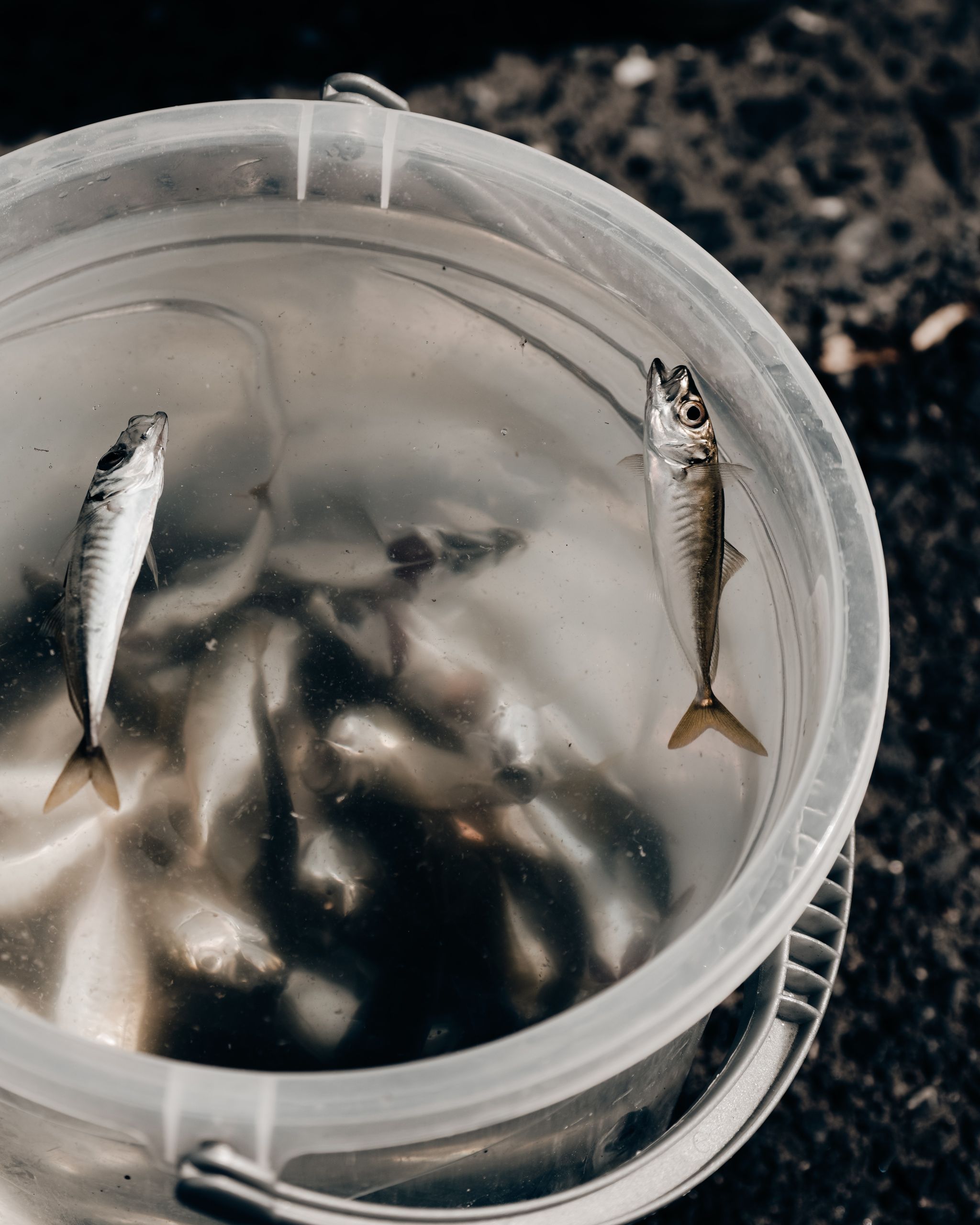 Κάρπαθος – ζωντανά ψάρια: Καταγγελία σοκ για τον τρόπο που τα τηγάνιζαν