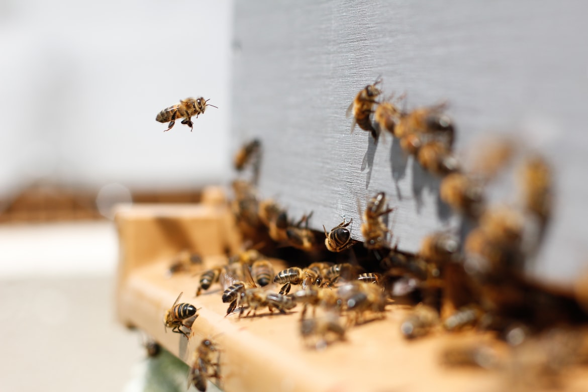 Επίθεση από μέλισσες: Εμπειρία σοκ για 60χρονο, τον τσίμπησαν πάνω από 250 φορές