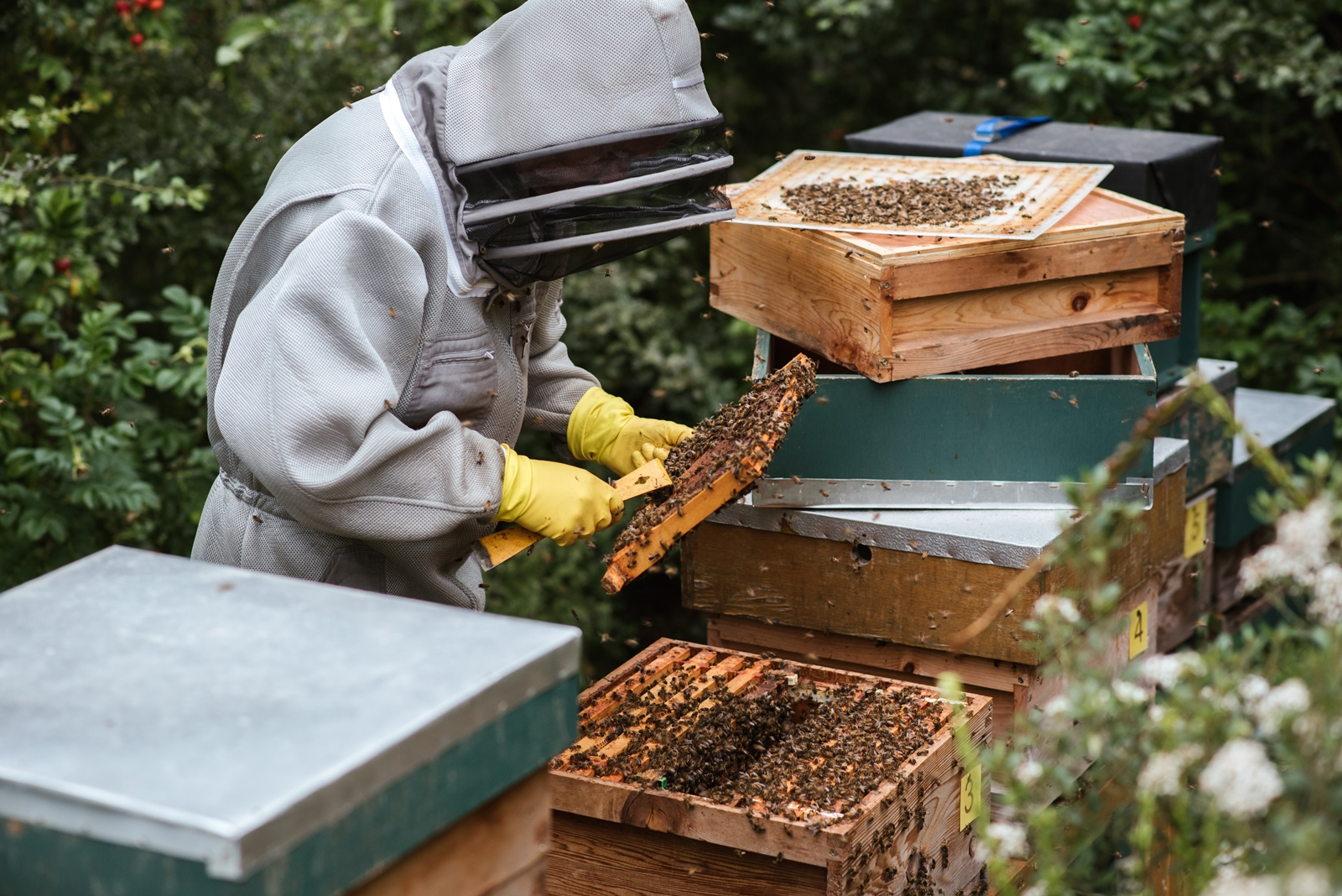 Μελισσοκόμοι επιδότηση: Ανοιχτή η πλατφόρμα για αιτήσεις