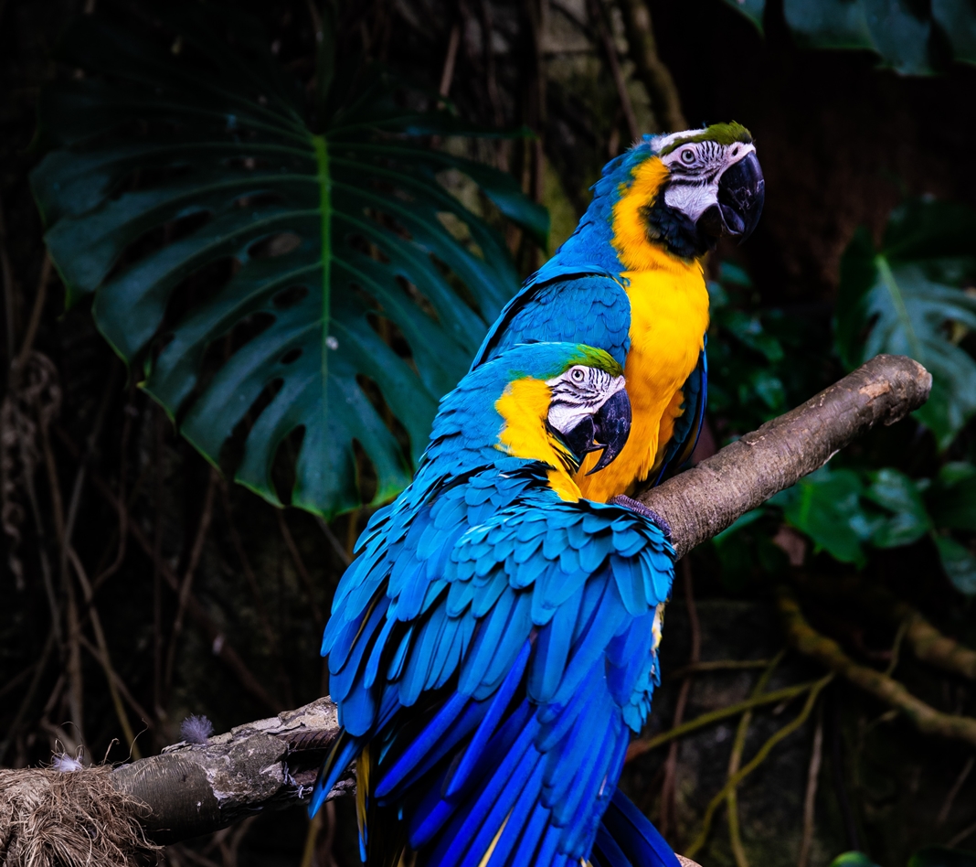 Παπαγάλοι που μιλάνε: Ποιά είδη έχουν την ικανότητα ομιλίας