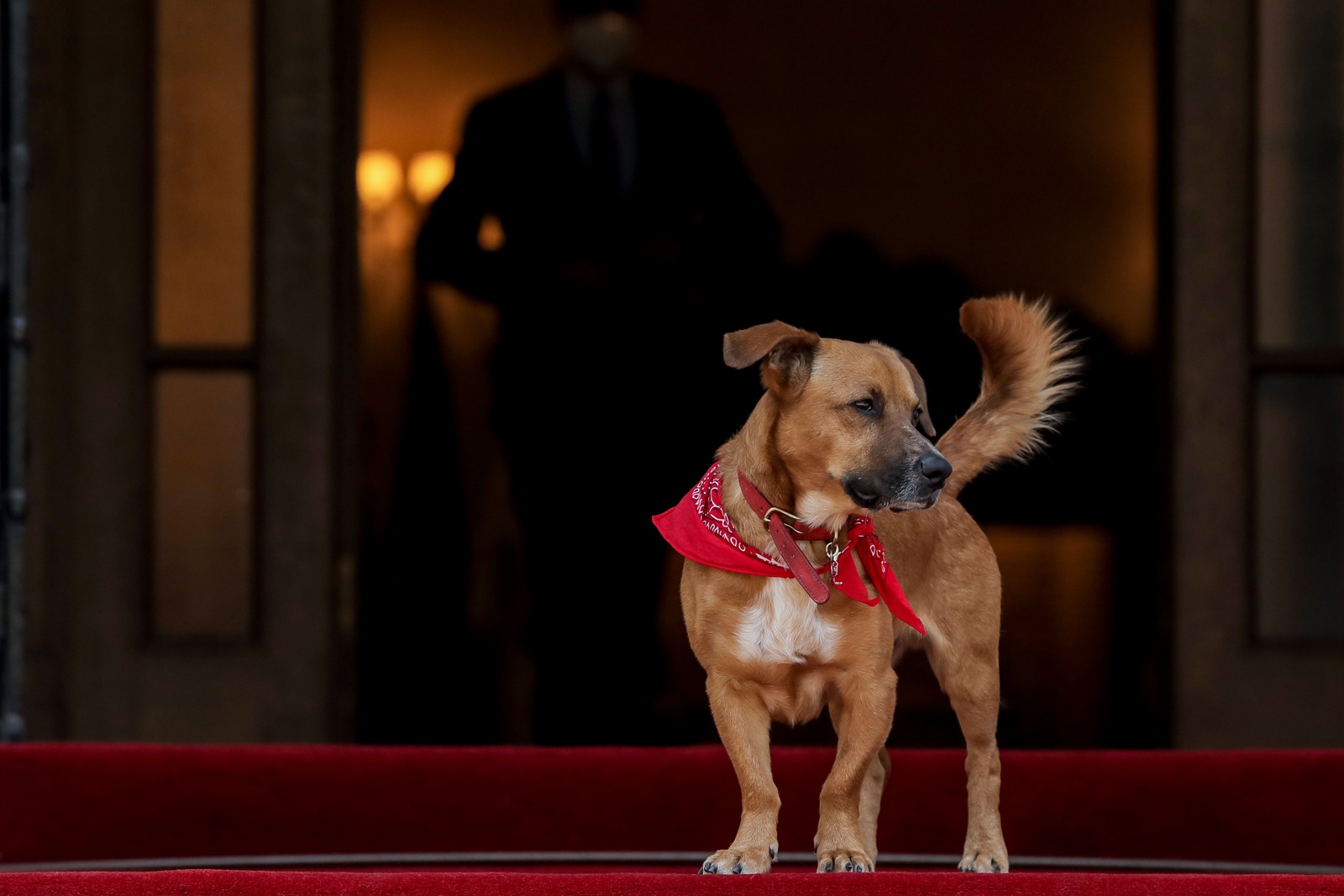 Πίνατ, το κομματόσκυλο: Το νέο απίθανο backstage βίντεο στο Tik Tok