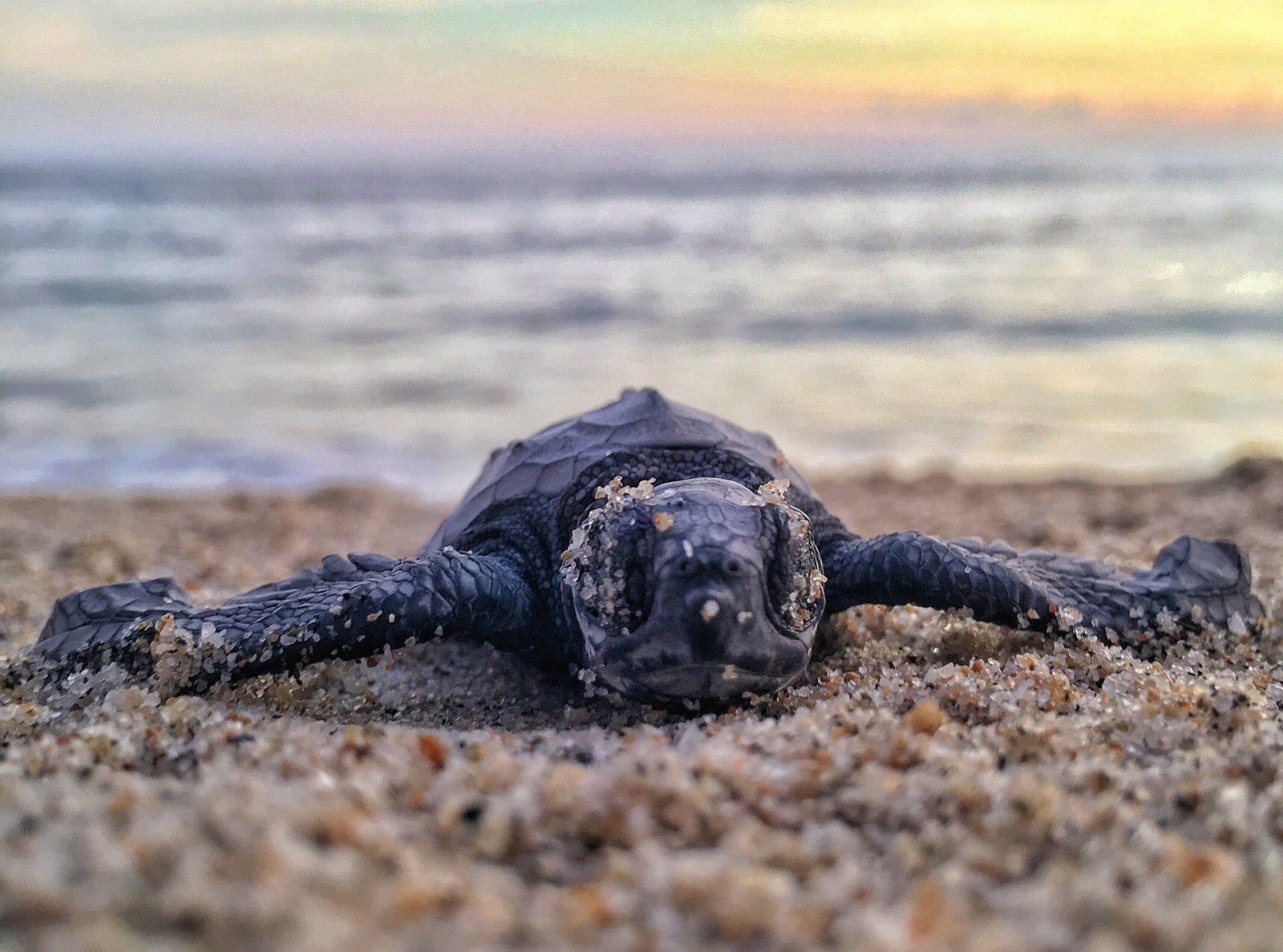 Θαλάσσια χελώνα Νάξος: Μπροστά σε ένα αποτρόπαιο θέαμα βρέθηκαν δύτες