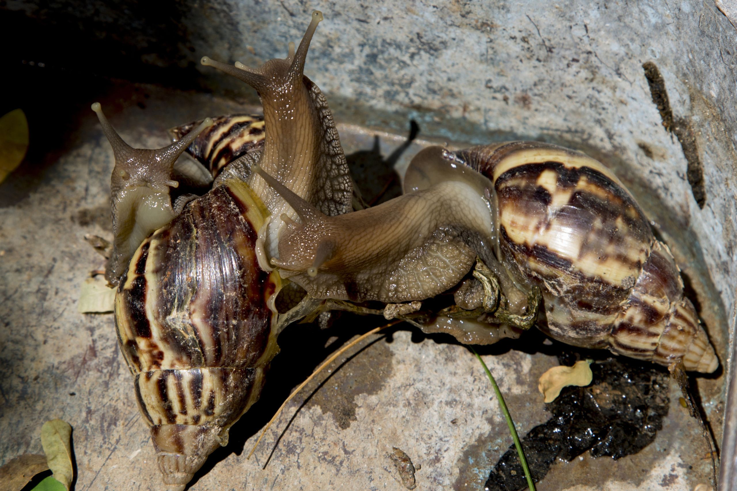 Αφρικανικά σαλιγκάρια Φλόριντα: Σε… καραντίνα ολόκληρες περιοχές