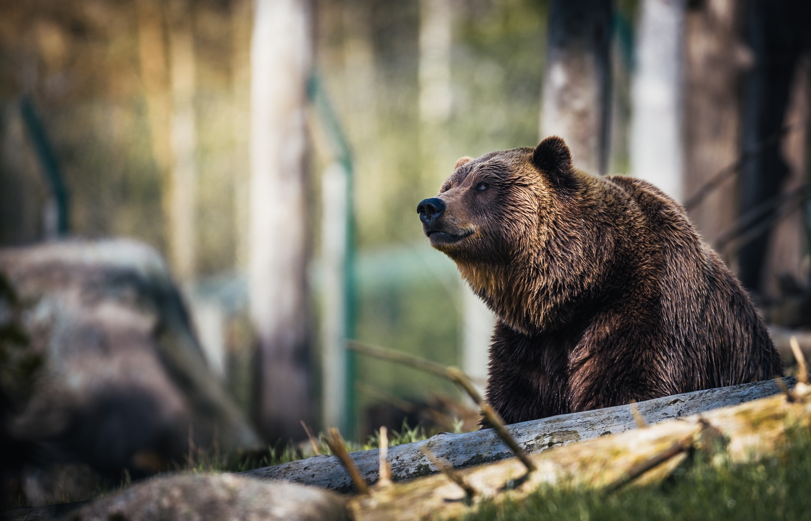 Καναδάς: Αρκούδα γκρίζλι επιτέθηκε και σκότωσε δύο περιπατητές στην Αλμπέρτα