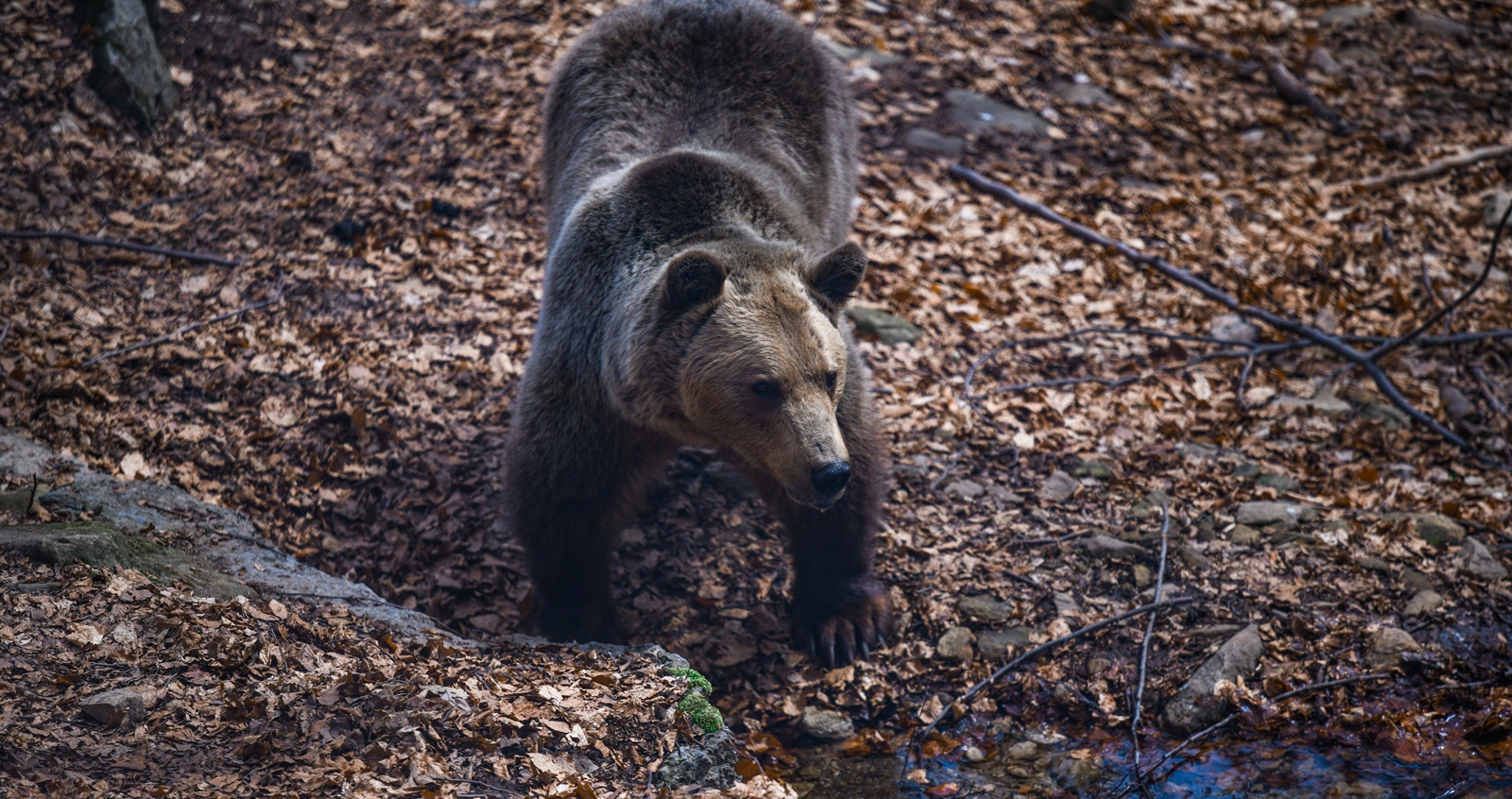 Αρκούδες Καστοριά: Απελπισμένοι οι κάτοικοι