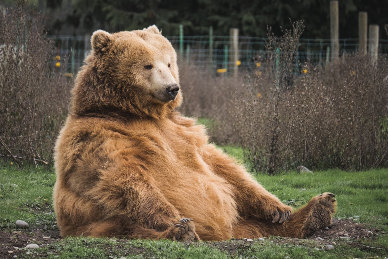 Αρκούδα Φλώρινα: Το άτακτο ζώο είχε αναστατώσει την περιοχή
