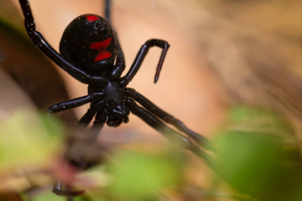 Μαύρη Χήρα Τρίκαλα: Συναγερμός στην πόλη για την αράχνη – Έκτακτη ενημέρωση από την περιφέρεια