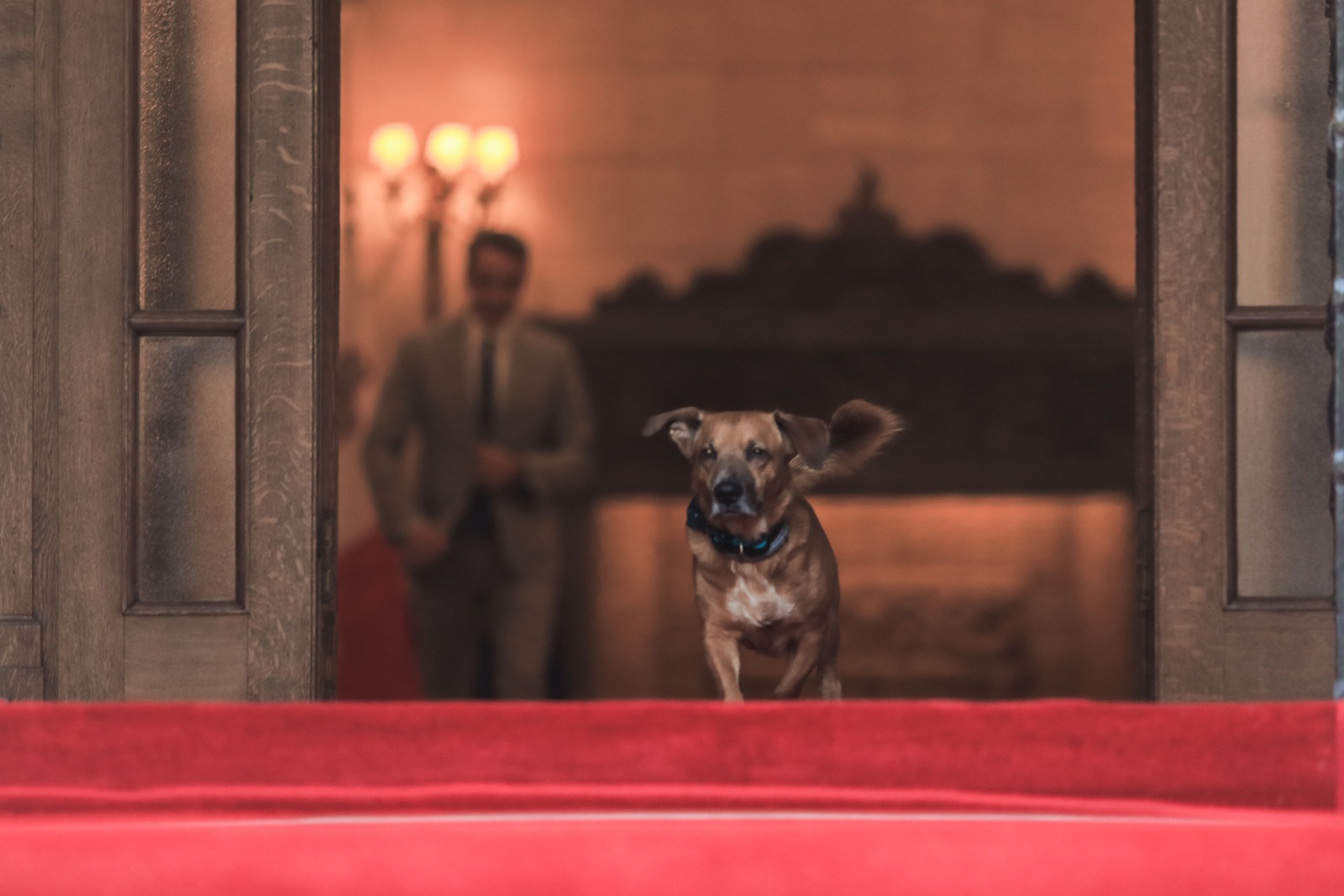 Πίνατ – Μαξίμου: Ο σκύλος έκλεψε την παράσταση στη συνέντευξη Μητσοτάκη στο Bloomberg