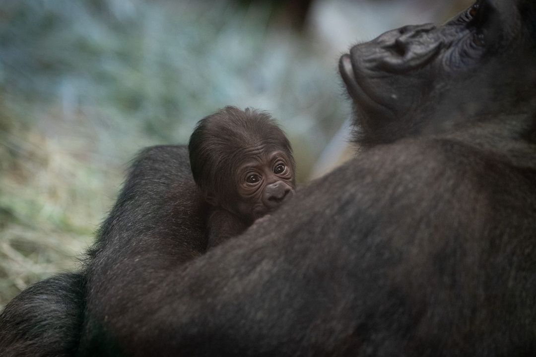 «Αρσενικός» γορίλας γέννησε: Μια… έκπληξη σε ζωολογικό κήπο του Οχάιο