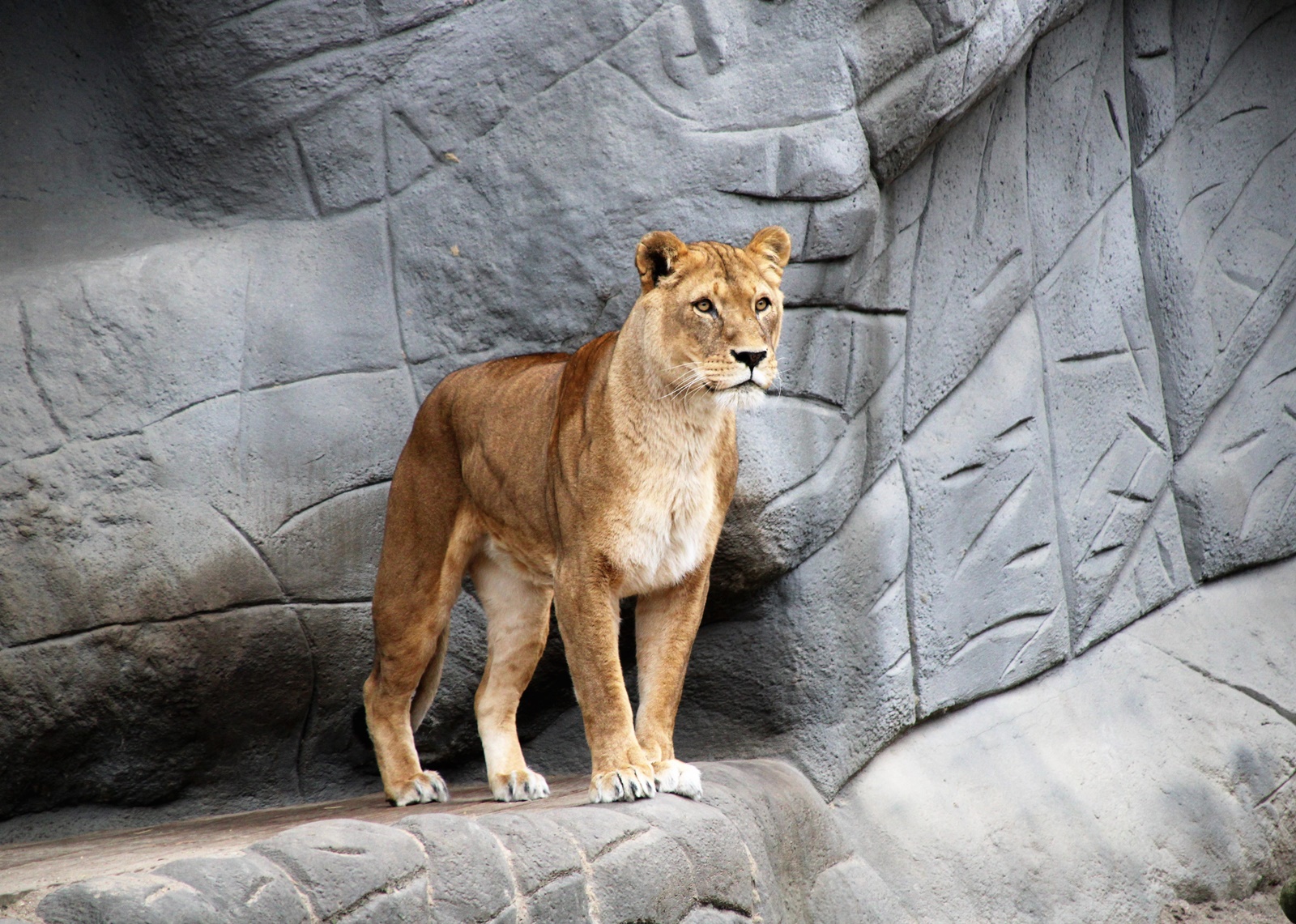 Λιοντάρι Βερολίνο: Λήξη συναγερμού
