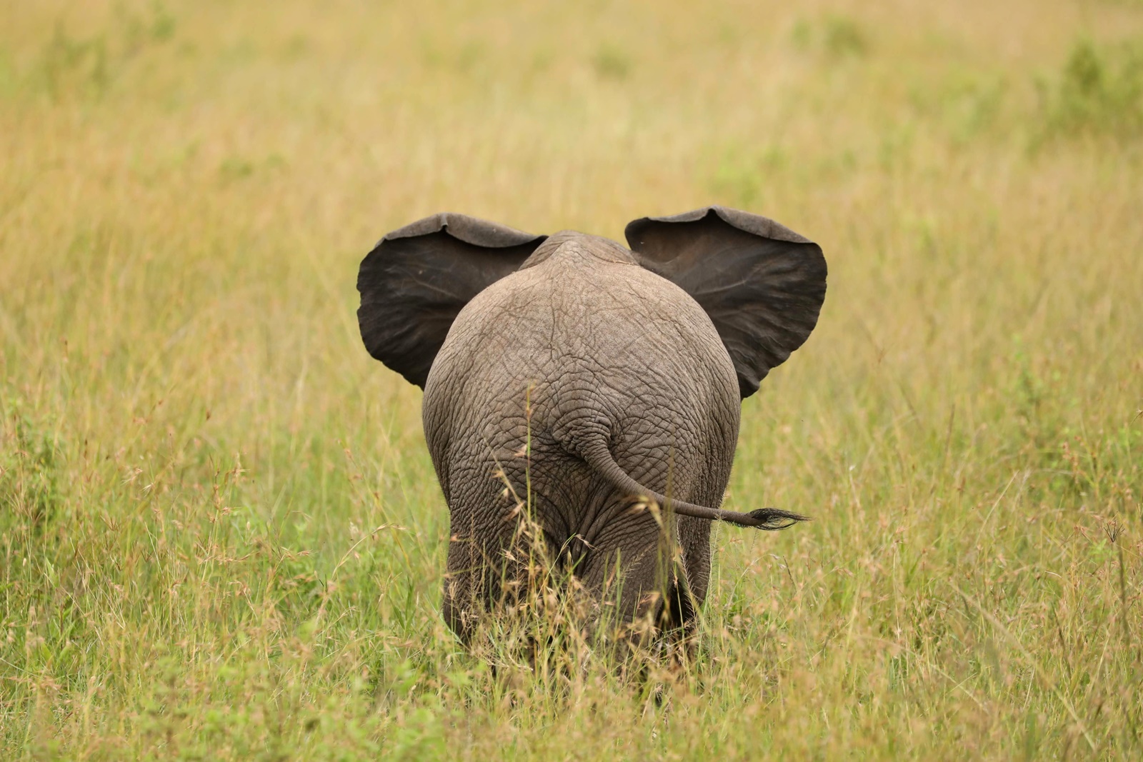 Νανγκ το ελεφαντάκι: Ασταμάτητο παιχνίδι σε βρετανικό ζωολογικό κήπο