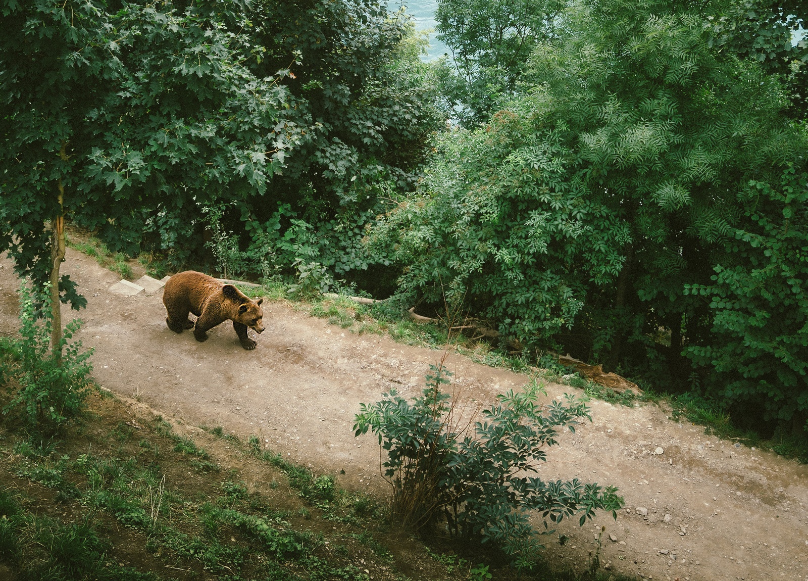 Φθιώτιδα: Αιματηρή επίθεση αρκούδας σε βοσκό