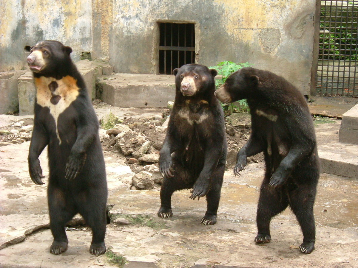 Viral αρκούδα – Κίνα: O ζωολογικός κήπος διαψεύδει πως είναι… άνθρωποι με στολή