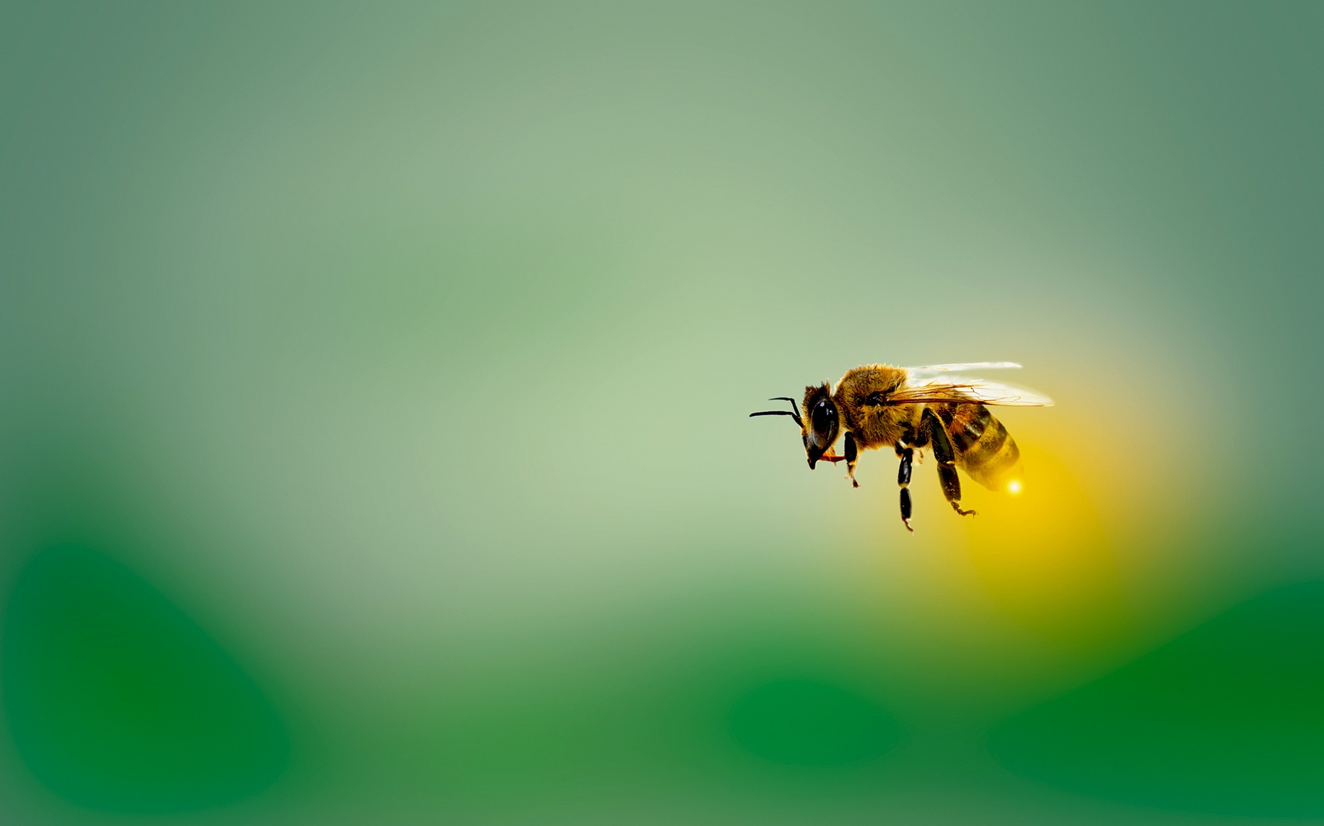 Αλλεργικό σοκ από μέλισσες: Σμήνος επιτέθηκε σε 12χρονο αγόρι στη Χαλκίδα