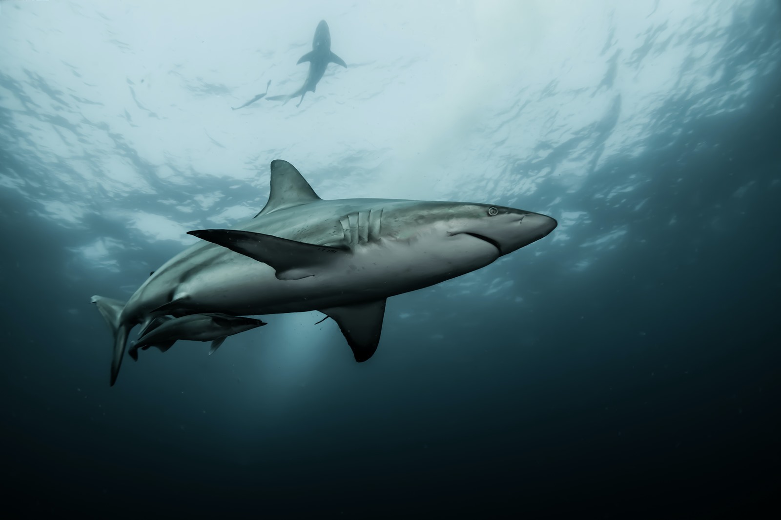 Επίθεση καρχαρία – Νέα Υόρκη: Σε κρίσιμη κατάσταση το θύμα