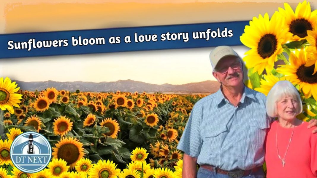 Φύτεψε χωράφι με ηλιοτρόπια ως έκπληξη για τη σύζυγό του στην 50η επέτειό τους
